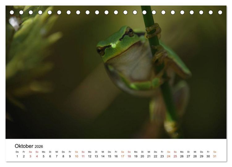 Produktbild: Besucher im Garten - Laubfr&ouml;sche (Tischkalender 2026 DIN A5 quer), CALVENDO Monatskalender