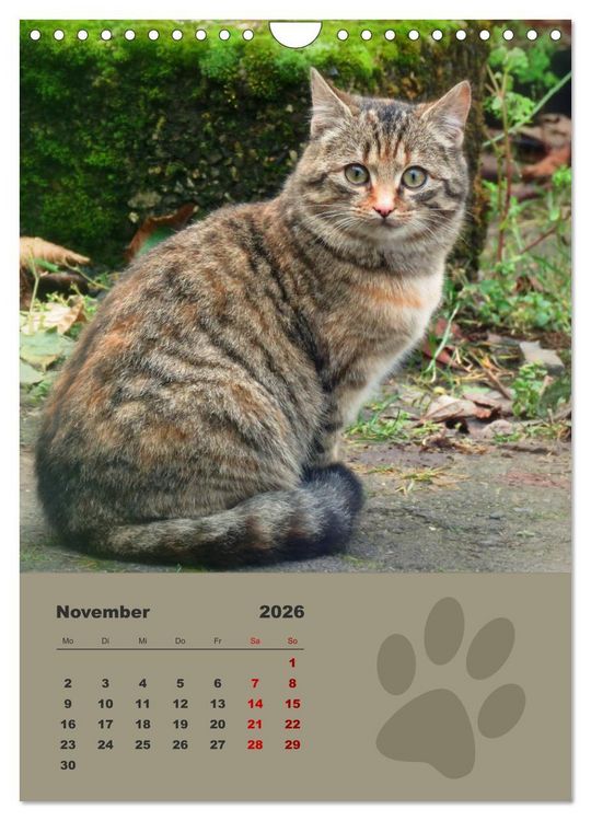 Produktbild: Wilde T&auml;tzchen, kleine wilde Katzen entdecken die Welt (Wandkalender 2026 DIN A4 hoch), CALVENDO Monatskalender