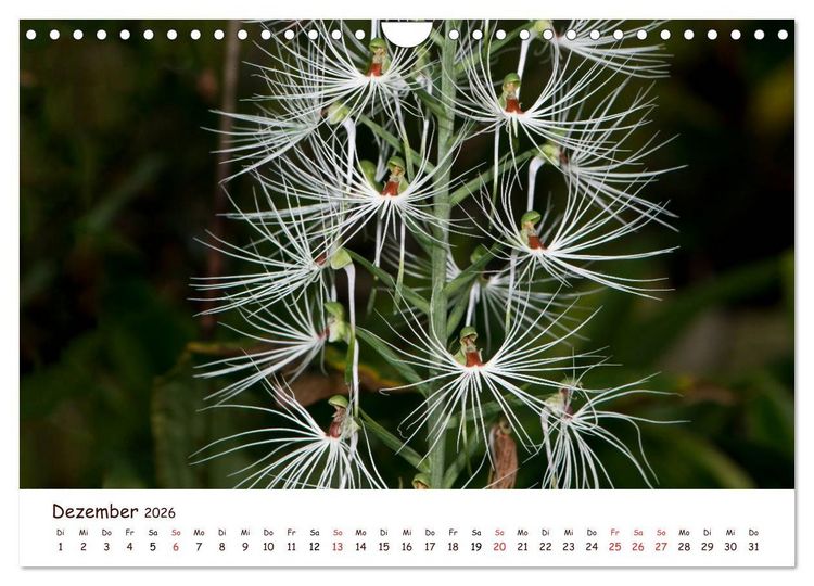 Produktbild: Orchideenzauber (Wandkalender 2026 DIN A4 quer), CALVENDO Monatskalender