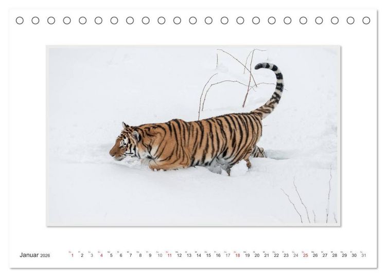 Produktbild: Emotionale Momente: Tiger - Kraft & Sch&ouml;nheit. / CH-Version (Tischkalender 2026 DIN A5 quer), CALVENDO Monatskalender