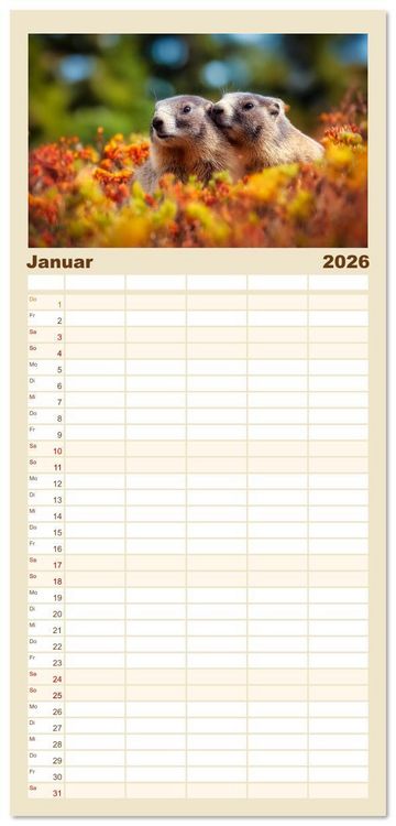Produktbild: Familienplaner 2026 - Alpenpl&uuml;sch - Mit Murmeltieren durchs Jahr mit 5 Spalten (Wandkalender, 21 x 45 cm) CALVENDO