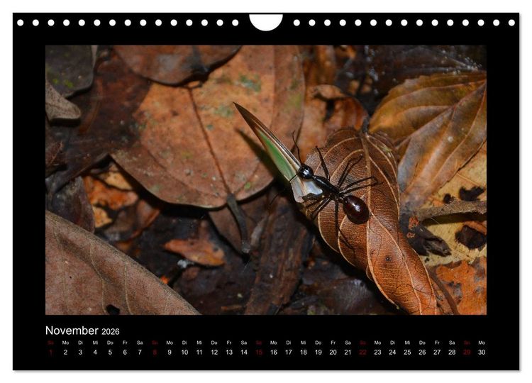 Produktbild: SUMATRA Abenteuer Regenwald (Wandkalender 2026 DIN A4 quer), CALVENDO Monatskalender