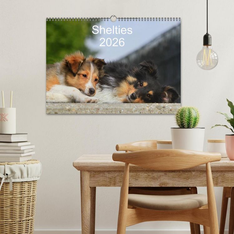 Produktbild: Shelties 2026 (Wandkalender 2026 DIN A3 quer), CALVENDO Monatskalender