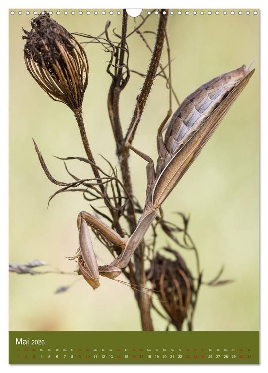 Produktbild: Die Gottesanbeterin. R&auml;uber der Insektenwelt. (Wandkalender 2026 DIN A3 hoch), CALVENDO Monatskalender