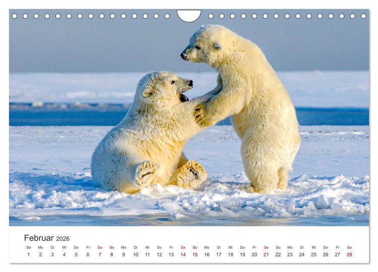 Produktbild: B&auml;ren - Pandas, Grizzlyb&auml;ren und Co. (Wandkalender 2026 DIN A4 quer), CALVENDO Monatskalender