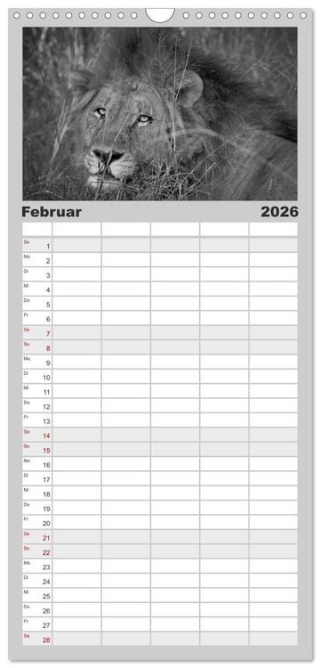 Produktbild: Familienplaner 2026 - L&ouml;wen schwarz wei&szlig; mit 5 Spalten (Wandkalender, 21 x 45 cm) CALVENDO