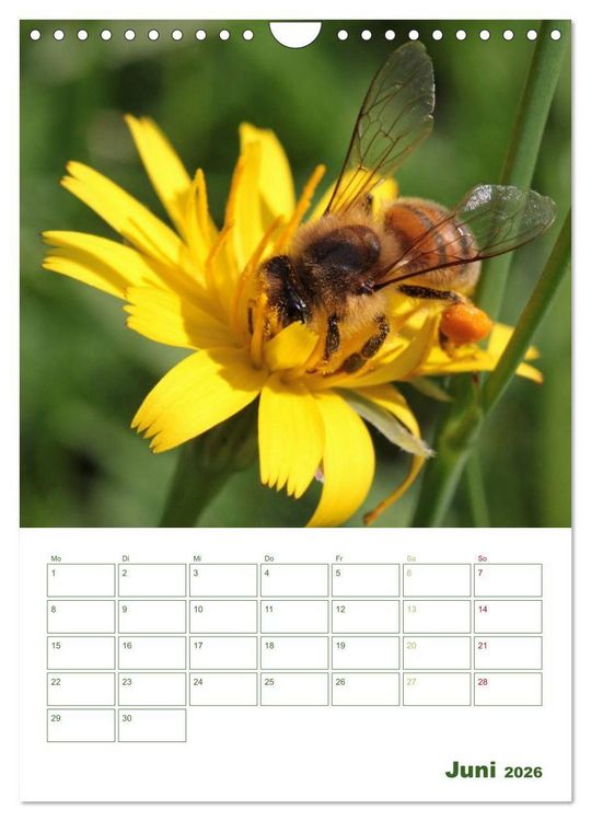 Produktbild: Bienen-Terminplaner 2026 (Wandkalender 2026 DIN A4 hoch), CALVENDO Monatskalender