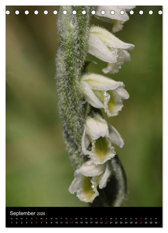 Produktbild: Wildwachsende Orchideen in Deutschland (Tischkalender 2026 DIN A5 hoch), CALVENDO Monatskalender