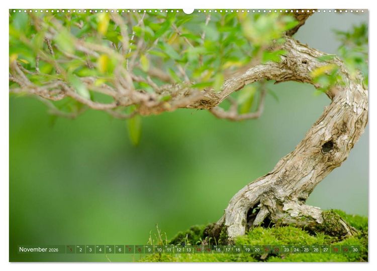Produktbild: Bonsai ganz nah (Wandkalender 2026 DIN A2 quer), CALVENDO Monatskalender