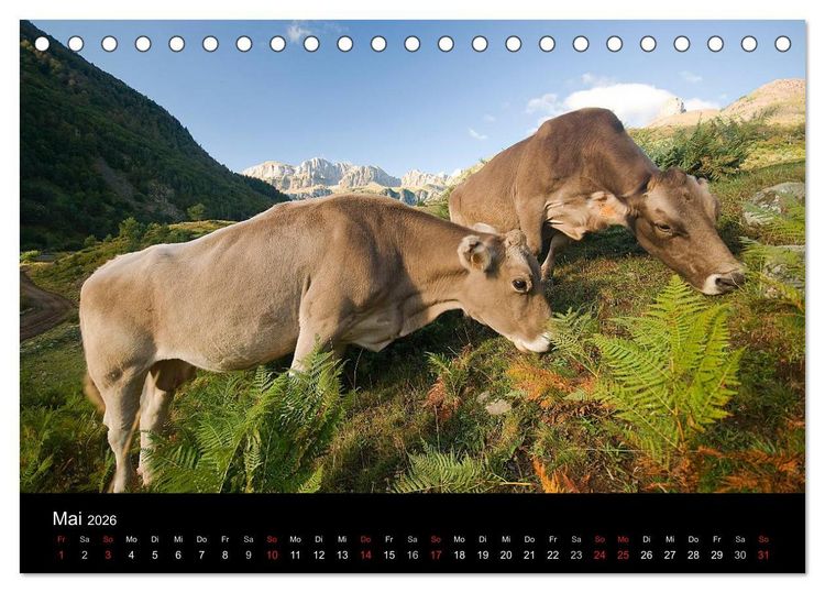Produktbild: K&uuml;he 2026 (Tischkalender 2026 DIN A5 quer), CALVENDO Monatskalender