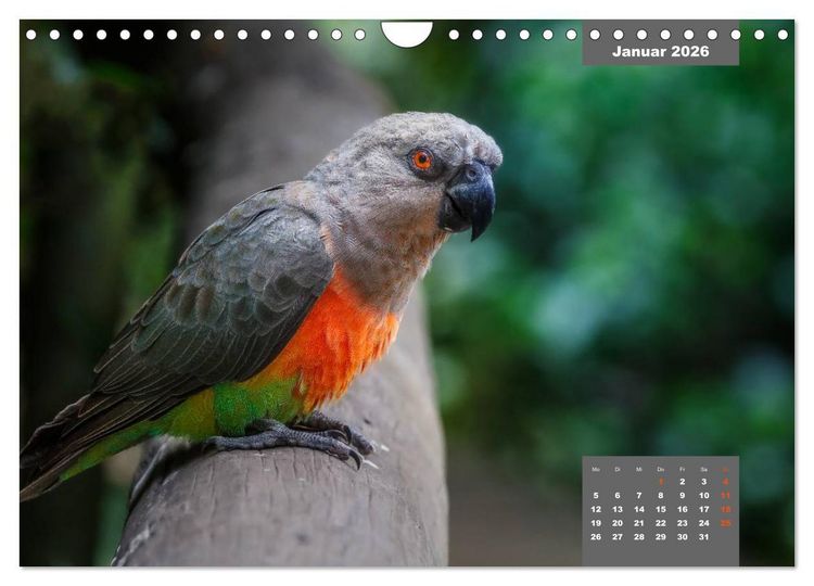Produktbild: Papageien - Frech, sch&ouml;n und schlau (Wandkalender 2026 DIN A4 quer), CALVENDO Monatskalender
