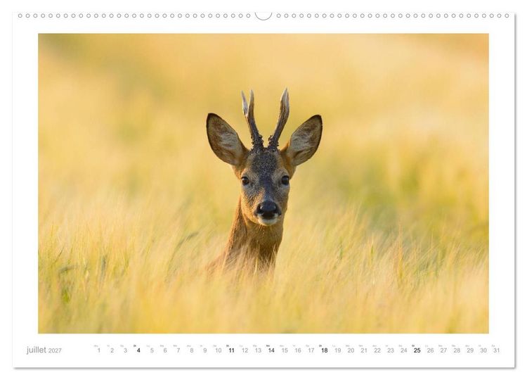 Produktbild: Un an avec des chevreuils (Calendrier mural 2027 DIN A2 vertical), CALVENDO calendrier mensuel
