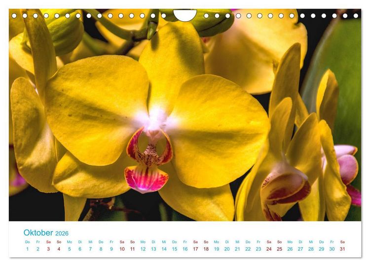 Produktbild: Die K&ouml;nigin der Blumenwelt, die Orchidee (Wandkalender 2026 DIN A4 quer), CALVENDO Monatskalender