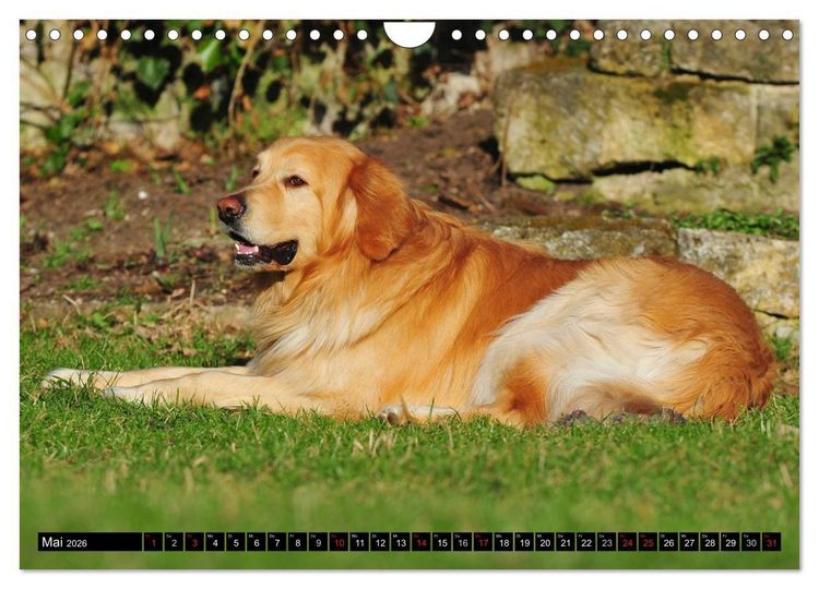 Produktbild: Mein bester Freund - Der Hovawart (Wandkalender 2026 DIN A4 quer), CALVENDO Monatskalender