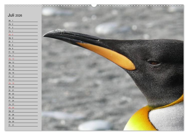 Produktbild: Pinguine - Watscheln im festlichen Kleid (hochwertiger Premium Wandkalender 2026 DIN A2 quer), Kunstdruck in Hochglanz