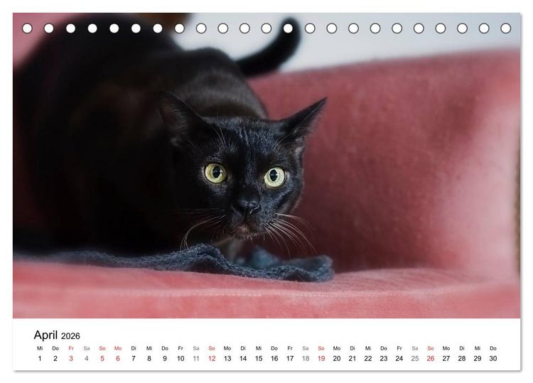 Produktbild: Rassekatzen 2026 (Tischkalender 2026 DIN A5 quer), CALVENDO Monatskalender