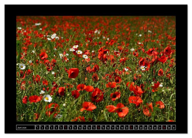 Produktbild: Roter Mohn, bunte Wiesen (Wandkalender 2026 DIN A4 quer), CALVENDO Monatskalender