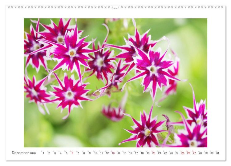 Produktbild: Bl&uuml;ten eines Sommers (hochwertiger Premium Wandkalender 2026 DIN A2 quer), Kunstdruck in Hochglanz