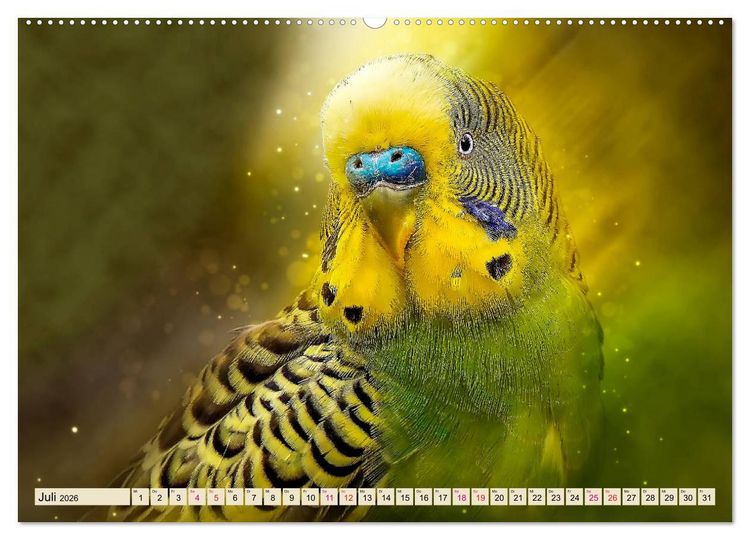 Produktbild: Wundersch&ouml;ner Wellensittich (hochwertiger Premium Wandkalender 2026 DIN A2 quer), Kunstdruck in Hochglanz