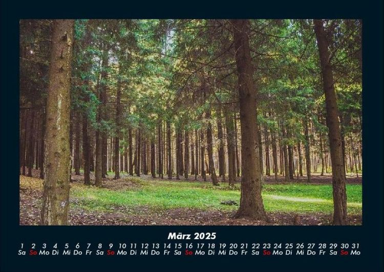 Produktbild: B&auml;ume 2025 Fotokalender DIN A4