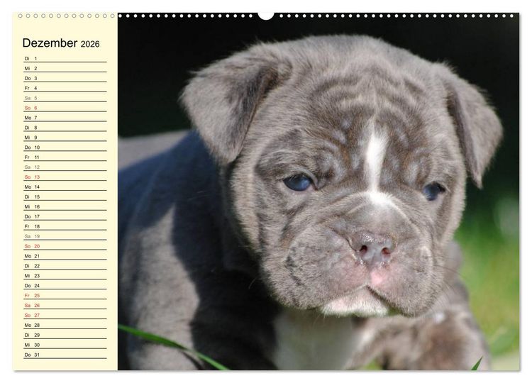 Produktbild: Bulldoggen-Moppelchen (Wandkalender 2026 DIN A2 quer), CALVENDO Monatskalender