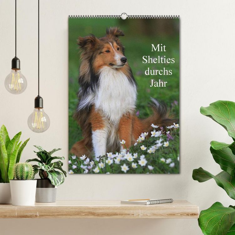 Produktbild: Mit Shelties durchs Jahr (Wandkalender 2026 DIN A2 hoch), CALVENDO Monatskalender
