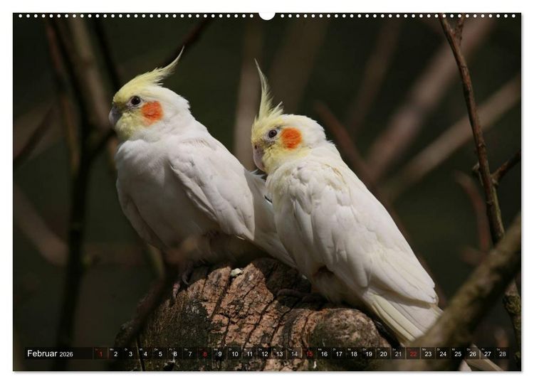 Produktbild: Nymphensittiche (hochwertiger Premium Wandkalender 2026 DIN A2 quer), Kunstdruck in Hochglanz