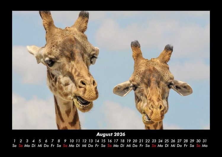 Produktbild: Tierkalender 2026 Fotokalender DIN A3