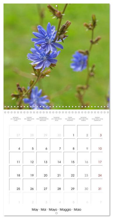 Produktbild: Herbal Haven. Enchanting Healing Plants (Wall Calendar 2026 12 &times; 12 Inch) CALVENDO 12 Month Wall Calendar