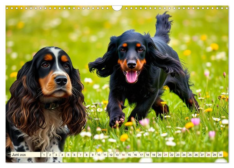 Produktbild: American Cocker Spaniel (Wandkalender 2026 DIN A3 quer), CALVENDO Monatskalender