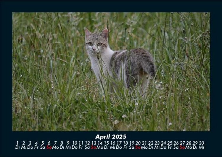 Produktbild: Tierkalender 2025 Fotokalender DIN A5