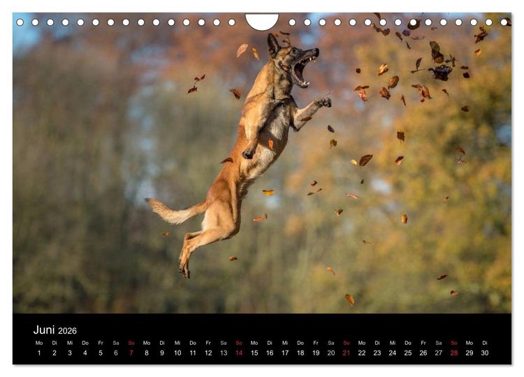 Produktbild: Belgischer Sch&auml;ferhund - Der Malinois in Action (Wandkalender 2026 DIN A4 quer), CALVENDO Monatskalender