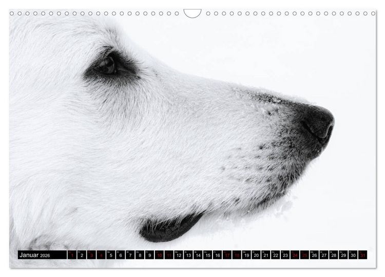 Produktbild: Wei&szlig;e Sch&auml;ferhunde in sch&ouml;nen Landschaften (Wandkalender 2026 DIN A3 quer), CALVENDO Monatskalender