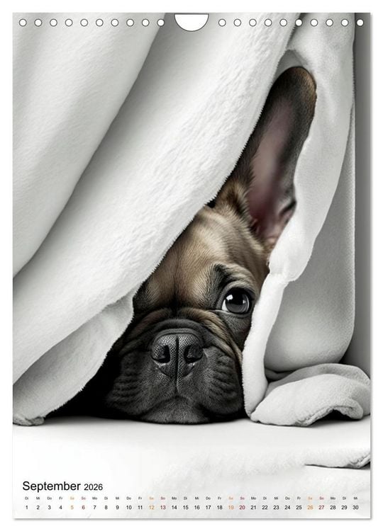 Produktbild: Franz&ouml;sische Bulldogge - ein Hund f&uuml;r die Familie (Wandkalender 2026 DIN A4 hoch), CALVENDO Monatskalender