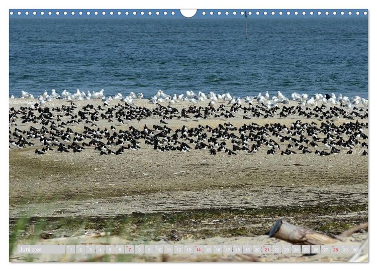 Produktbild: Amrum, die Perle in der Nordsee (Wandkalender 2026 DIN A3 quer), CALVENDO Monatskalender