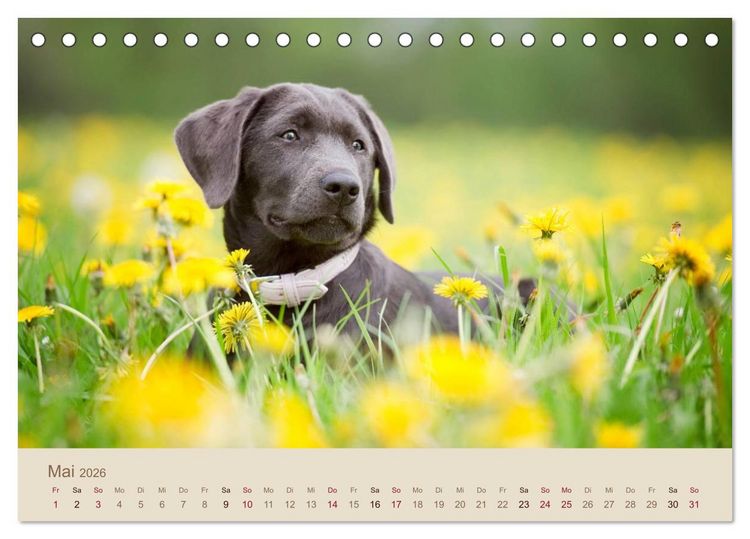 Produktbild: Labrador Retriever (Tischkalender 2026 DIN A5 quer), CALVENDO Monatskalender
