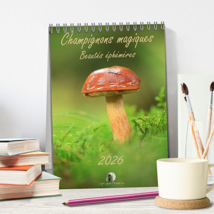 Produktbild: Champignons magiques - Beaut&eacute;s &eacute;ph&eacute;m&egrave;res (Calendrier de bureau 2027 DIN A5 horizontal), CALVENDO calendrier mensuel
