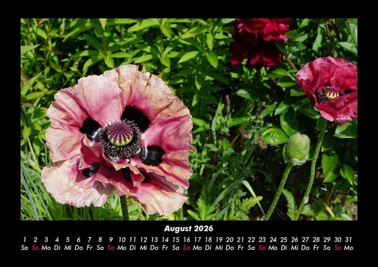 Produktbild: Blumenzauber 2026 Fotokalender DIN A3