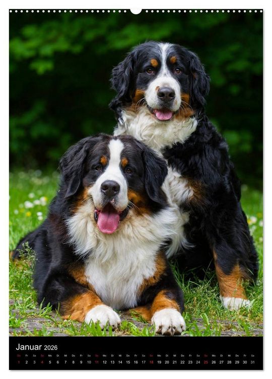 Produktbild: Faszination Berner Sennenhund (hochwertiger Premium Wandkalender 2026 DIN A2 hoch), Kunstdruck in Hochglanz
