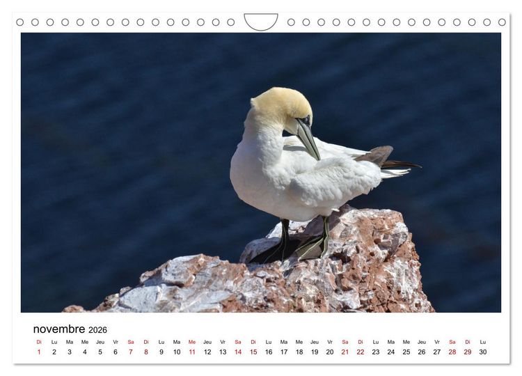 Produktbild: Fous de Bassan - Grands oiseaux marins (Calendrier mural 2026 DIN A4 vertical), CALVENDO calendrier mensuel