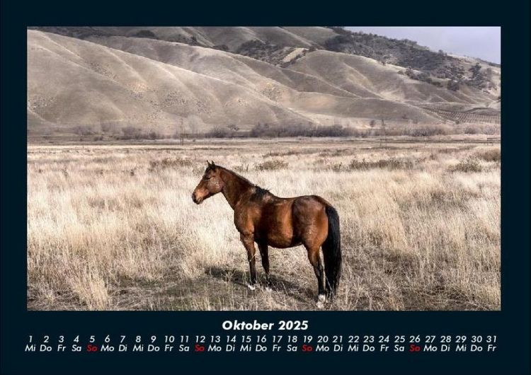 Produktbild: Pferdegefl&uuml;ster 2025 Fotokalender DIN A4