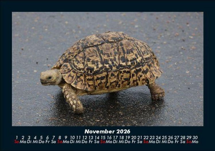 Produktbild: Schildkr&ouml;tenzauber 2026 Fotokalender DIN A5