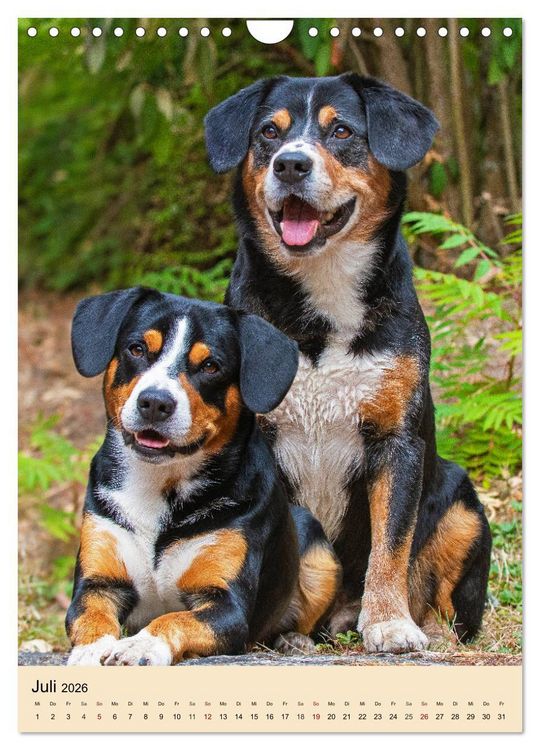 Produktbild: Schweizer Sennenhunde stellen sich vor (Wandkalender 2026 DIN A4 hoch), CALVENDO Monatskalender