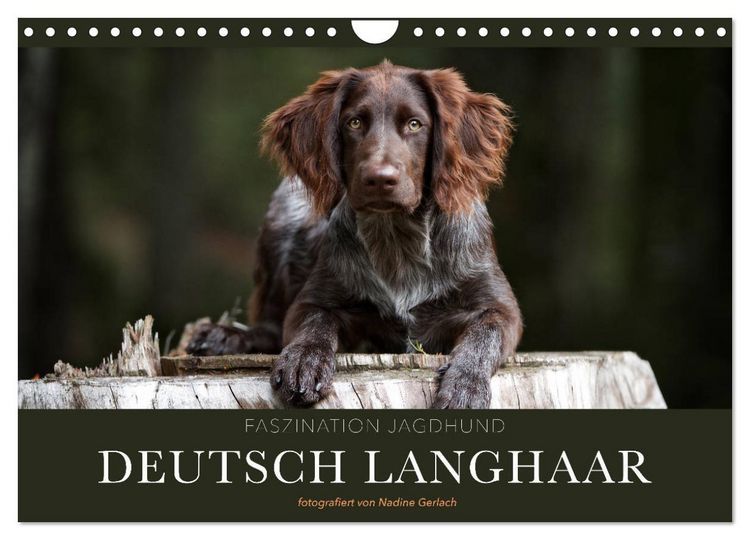 Produktbild: Faszination Jagdhund - Deutsch Langhaar (Wandkalender 2026 DIN A4 quer), CALVENDO Monatskalender