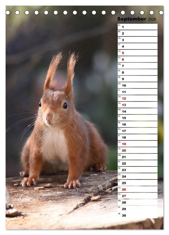 Produktbild: Eichh&ouml;rnchen - kleine Tiere, gro&szlig;e Liebe (Tischkalender 2026 DIN A5 hoch), CALVENDO Monatskalender