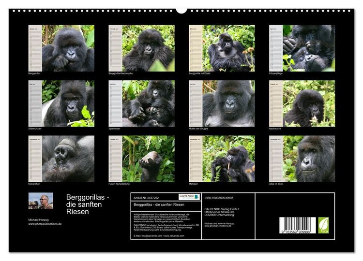 Produktbild: Berggorillas - die sanften Riesen (hochwertiger Premium Wandkalender 2027 DIN A2 quer), Kunstdruck in Hochglanz