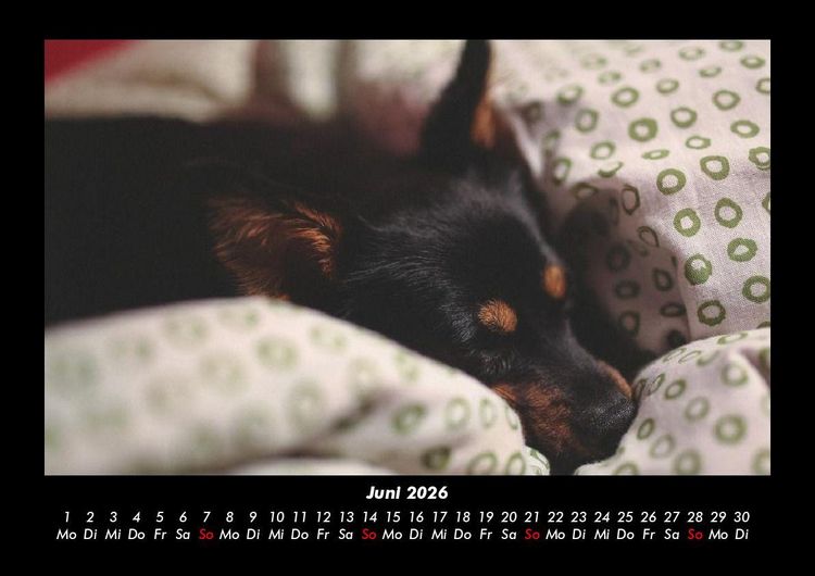 Produktbild: Hunde 2026 Fotokalender DIN A3