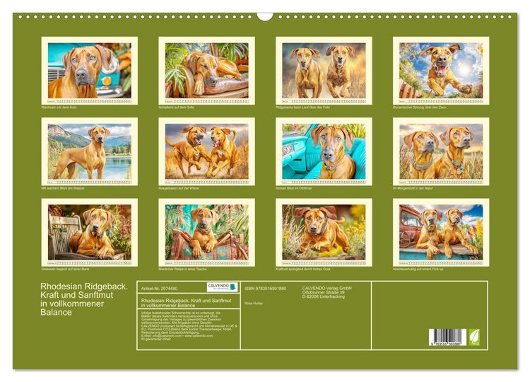 Produktbild: Rhodesian Ridgeback. Kraft und Sanftmut in vollkommener Balance (Wandkalender 2026 DIN A2 quer), CALVENDO Monatskalender