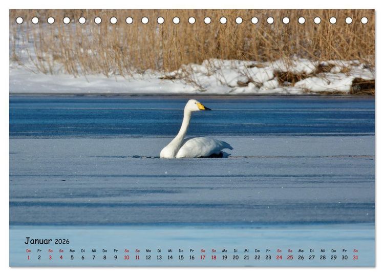 Produktbild: Wilder Nordosten - Aug in Aug mit Tieren der Ostseeregion (Tischkalender 2026 DIN A5 quer), CALVENDO Monatskalender