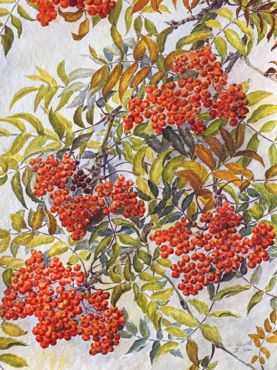 Produktbild: CALVENDO Puzzle Pionierart an S&auml;umen oder Flurgeh&ouml;lzen: Eberesche oder Vogelbeere | 1000 Teile Lege-Gr&ouml;&szlig;e 64x48cm Foto-Puzzle f&uuml;r gl&uuml;ckliche Stunden